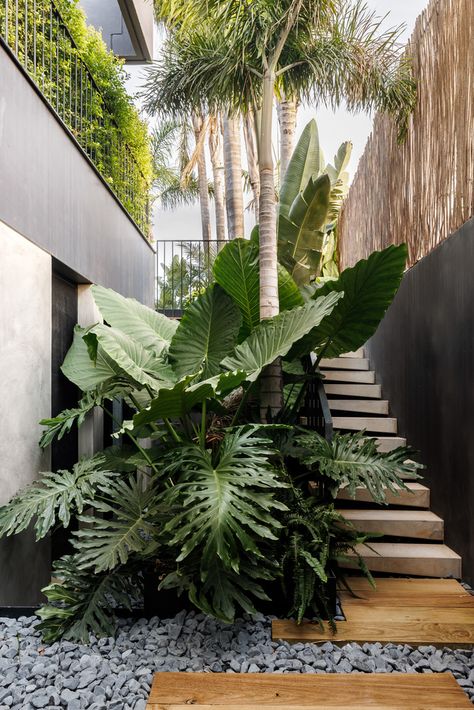 Tropical Side Garden, Tropical Gardening, Tropical Backyard Landscaping, Tropical Patio, Tropical Landscape Design, Jungle Gardens, Tropical Garden Design, Tropical Backyard, Tropical Landscape