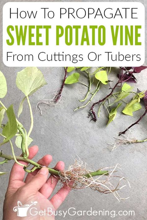 Any question you’ve ever had about propagating sweet potato vines is answered in this comprehensive guide. In it I discuss ornamental sweet potato vine propagation from start to finish. You’ll learn exactly what parts can be multiplied, and how to prepare it for the process. Then I discuss the best time of year, different methods you can use, and how to root sweet potato vine slips successfully. Learn how to use cuttings or tubers to expand your favorite varieties into new beautiful plants. Propagate Sweet Potato, Sweet Potato Vine Planter, Vine Propagation, Sweet Potato Plant Vine, Potato Vine Planters, Sweet Potato Vines, Sweet Potato Slips, Sweet Potato Plant, Mint Plant