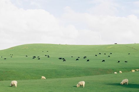 All sizes | Muriwai Rangeland | Flickr - Photo Sharing! Artsy Laptop Wallpaper, Macbook Wallpapers, Cute Desktop, Ipad Background, Desktop Wallpaper Art, Cute Desktop Wallpaper, Mac Wallpaper, Laptop Wallpapers, Cute Gifs