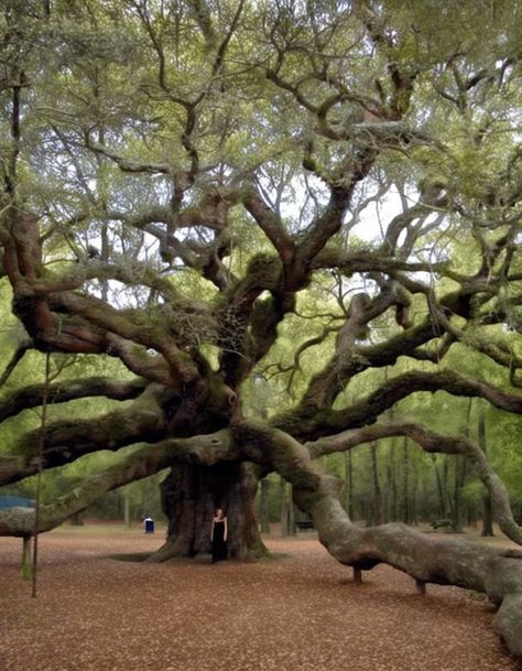 Angel Oak Trees, Angel Oak, Old Tree, Leaf Flowers, Oak Tree, Charleston, Beautiful Nature, Angel