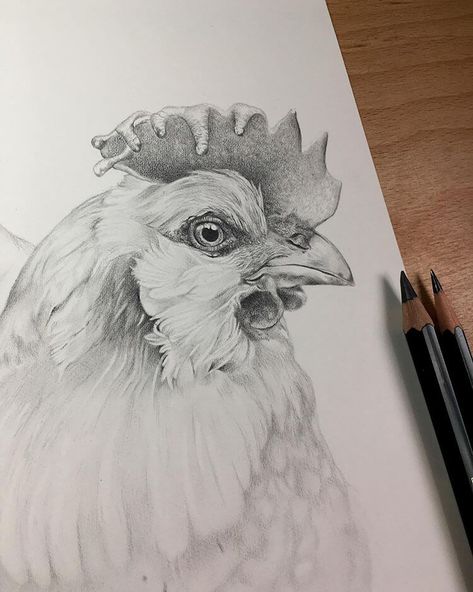 Use these chicken drawing ideas and chicken painting ideas to inspire your next art piece. You’ll find simple and advanced sketches and drawings, fun drawing ideas, and more. This chicken was drawn using pencils. Simple Chicken Drawing, Drawing And Painting Ideas, Draw A Chicken, Beautiful Dawn, Chicken Drawing, Amazing Chicken, Rooster Painting, Pencil Drawings Of Animals, Bird Sketch