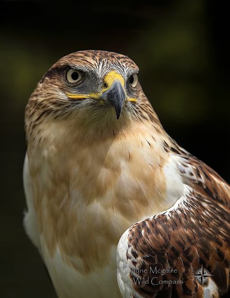 Eagle Pictures, Red Tailed Hawk, Majestic Animals, Exotic Birds, Arte Animal, Birds Of Prey, Bird Photo, Bird Photography, Birdy