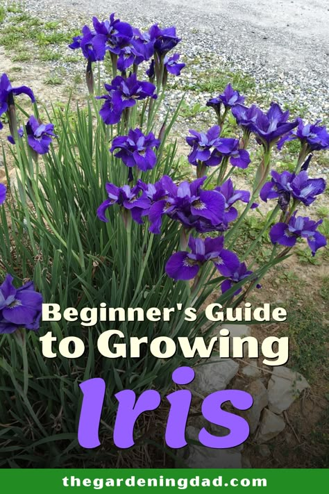 Iris In Garden Bed, Iris And Hosta Garden, Japanese Iris Garden, Planting Iris In Spring, How To Plant Iris Rhizomes, Iris Flower Garden Ideas, How To Plant Irises, How To Care For Irises, Louisiana Iris Garden