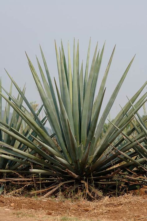 Crunchy Stuff, Azteca Tattoo, Blue Agave, Diy Backyard Landscaping, Agave Syrup, Agave Nectar, High Fructose Corn Syrup, Diy Backyard, Corn Syrup