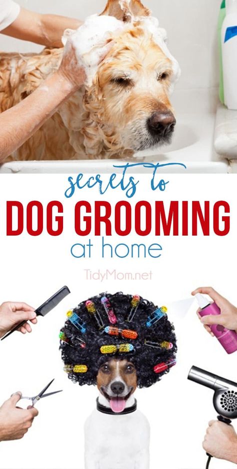 Secrets to Dog Grooming at Home #247moms At Home Dog Grooming, Dog Grooming At Home, Cockapoo Grooming, Dog Grooming Diy, Pet Care Business, Dog Grooming Tools, Dog Grooming Styles, Dog Grooming Salons, Dogs Grooming