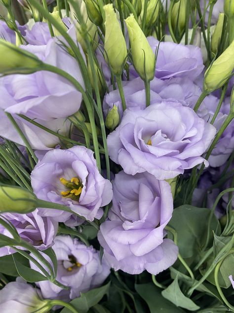 Purple And White Flowers Aesthetic, September Bouquet, Lavender Lisianthus, Lisianthus Bouquet, Lisianthus Flowers, Bouquet Lavender, Purple Lisianthus, Purple Flower Garden Aesthetic, October Flowers