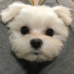 Untitled Maltese Dog, Maltese Puppy, Maltese Dogs, White Dog, Cute Dogs And Puppies, Pet Puppy, Baby Dogs, 귀여운 동물