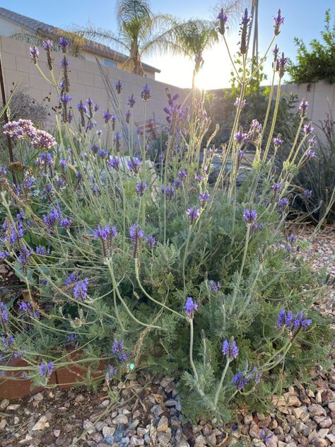 How To Grow Lavender In The Desert | Gardening in the Desert High Desert Garden, Planting Lavender Outdoors, Desert Lavender, Gardening In The Desert, Taylor Texas, Grow Lavender, Potted Lavender, Desert Gardening, Spanish Lavender