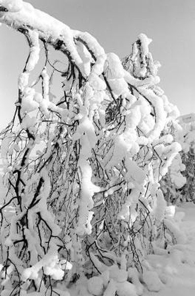 You have a pile of tree limbs from the yard and want to create homemade Christmas decorations for the home. White is your color and clean and beautiful is the theme. Trim off awkward twigs and branches then spray paint the limbs white to begin the transformation. Now the foundation for numerous holiday decorations ... Christmas Valances, Painted Branches, Tree Limbs, Christmas Outside, Homemade Christmas Decorations, Snowy Trees, Christmas Decorations For The Home, Glitter Paint, White Tree