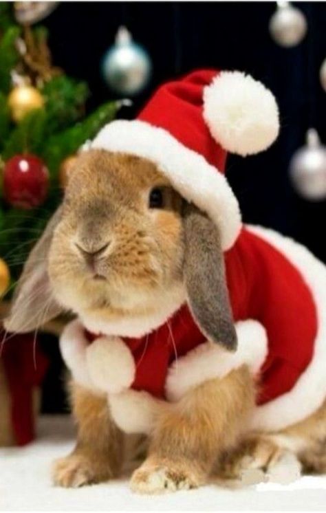 christmas_rabbit_santa_bunny Bunny Calendar, Christmas Bunny, Bunny Pictures, Pet Bunny, Pet Rabbit, Funny Bunnies, Baby Bunnies, Pet Costumes