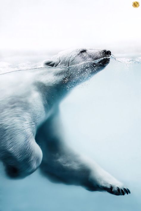 Far From Ice By Amandine David Bear Images, Owl Photos, Hunting Trip, Wildlife Photos, Closer To Nature, Photography Awards, Polar Bears, Re A, Ocean Creatures