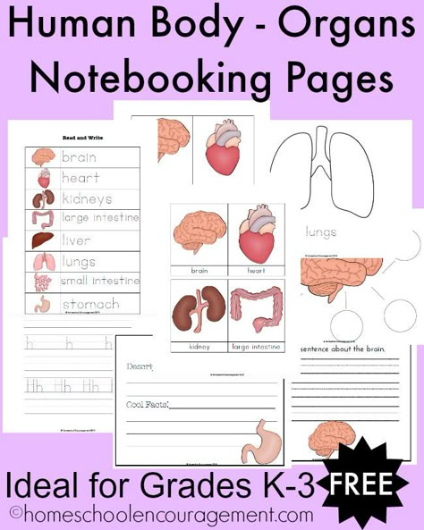 This FREE set of Human Body-Organs Notebooking Pages is one of my favorites! It is perfect to use with kiddos in grades K-3, because there are so Body Worksheet, Human Body Unit Study, Human Body Worksheets, Free Human Body, Human Body Activities, Notebooking Pages, Human Body Organs, Human Body Unit, Cc Cycle 3