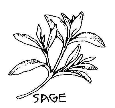 Sage 20clipart | Clipart Panda - Free Clipart Images White Sage Plant, Sage Herb, Plant Sketches, Herb Art, Sage Plant, Sage Smudging, Handpoke Tattoo, Leaf Illustration, Free Clipart Images