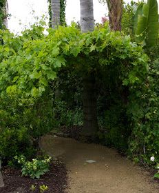 Arbor Tunnel Walkways, Grape Vine Arches, Vine Tunnel, Garden Tunnel, Green Tunnel, Covered Walkways, Tunnel Design, Grape Arbor, Secret Passage