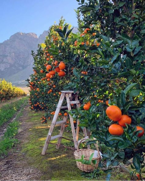 Clementine Tree, Winelands South Africa, Orange Orchard, Chasing Money, Ojai Wedding, Almond Flower, Rainbow House, Berry Picking, Thriller Novels