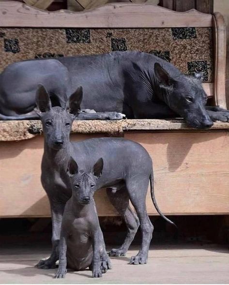 Hairless Dogs, Ancient Dogs, Mexican Hairless Dog, Ancient Dog Breeds, Hairless Dog, Pretty Animals, Old Dogs, Animals Images, Cute Little Animals