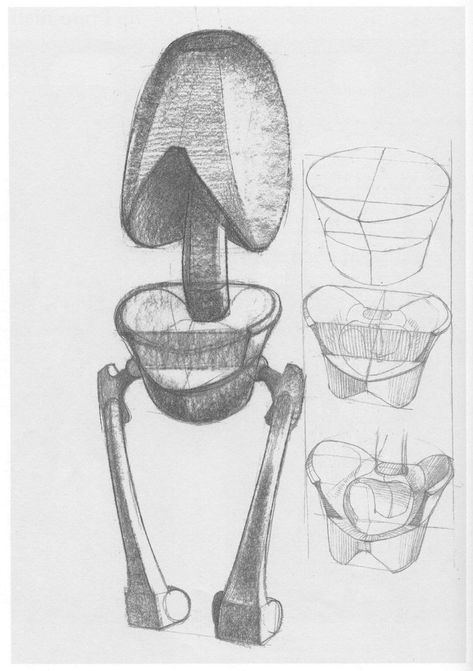 Anatomy Bones, Skeleton Anatomy, Male Figure Drawing, Skeleton Drawings, Human Anatomy Drawing, Human Figure Drawing, Human Anatomy Art, Anatomy Sketches, Anatomy For Artists