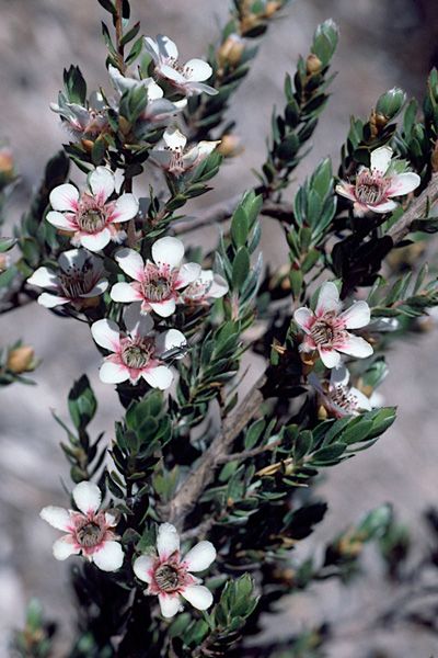 Australian Tea Tree, Australian Native Plants, Australian Native, Native Plants, Tea Tree, Botanical Gardens, Garden Plants, White Flowers, Green And Grey