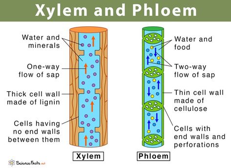 Xylem / Phloem Xylem And Phloem, Comparison Worksheet, Tissue Biology, Igcse Biology, Mineral Food, Vascular System, Plant Physiology, Gcse Revision, Plant Structure