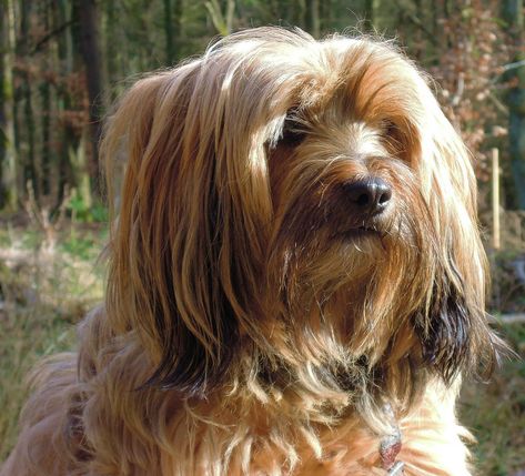 Best Dog Hair Grooming Clippers For A Tibetan Terrier Tibet Terrier, Most Beautiful Dog Breeds, Beautiful Dog Breeds, Dog Breeds List, Dog Clippers, Tibetan Terrier, Terrier Breeds, Dog Diet, Dog Face