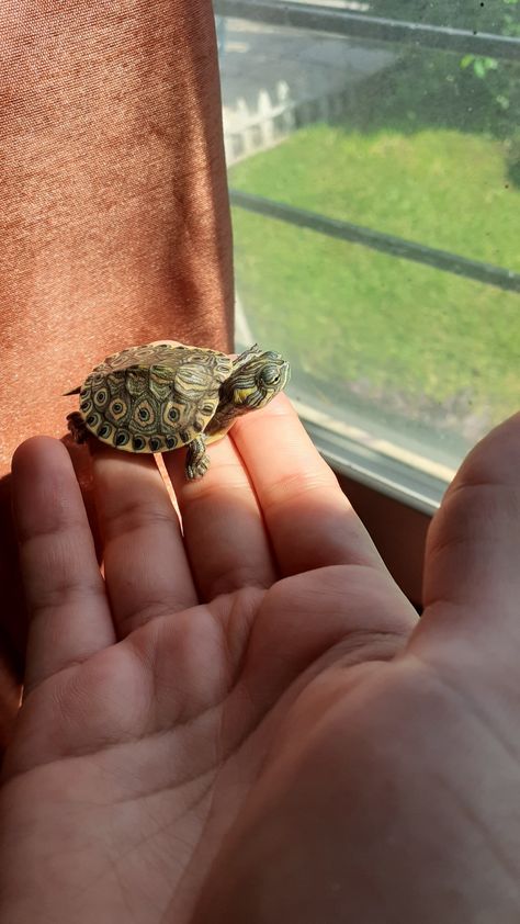 Turtle Pet, Turtle Names, Omari Hardwick, Water Turtle, Baby Tortoise, Pet Turtle, Turtle Tank, Cute Turtle, Tiny Turtle