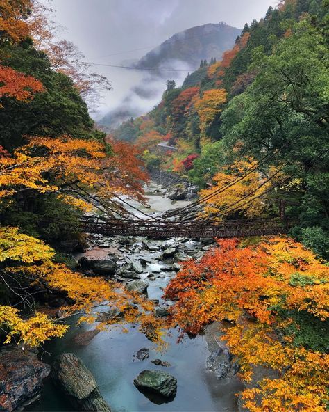 Now in Hiroshima on NG Japan Photo Adventure, this picture was shot a few days ago in Iya Valley at vine bridge, colors were spectacular of foliage. @thephotosociety @natgeoexpeditions @getolympus Iya Valley, Beautiful Forest, Japan Photo, National Geographic Photos, Travel Instagram, Hiroshima, Japan Travel, Beautiful World, National Geographic