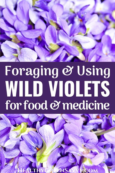 Wild violets are a tasty edible wild plant worth knowing. Not only beautiful in salads and on desserts, wild violets are also useful medicinally. One of the earlier plants to forage in spring, violet leaves can be used all season long. #foraging #medicinalplants | medicinal plants | violet uses | foraging tips | spring foraging | edible flowers | Wild Violets Flowers, Edible Violet Flowers, Candied Violets Edible Flowers, Edible Wild Flowers, Wild Violet Salve, Wild Violet Tincture, Wild Violets Uses, Violet Recipes Edible Flowers, Wild Violet Jelly