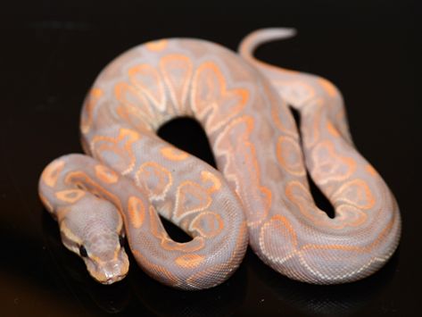 Pretty Ball Python Morphs, Rare Ball Python Morphs, Ball Python Colors, Boop Noodle, Ball Python Pet, Snake Breeds, Ball Python Care, Snake Facts, Python Morphs