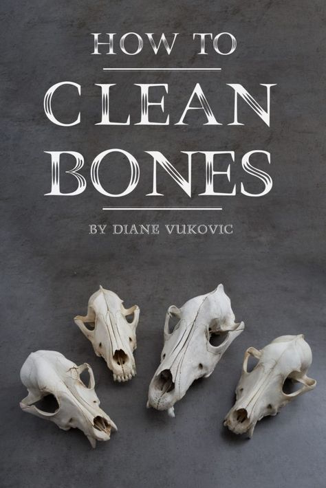 Tanning Hides, Cleaning Window Tracks, Turtle Shells, Bird Beaks, Cleaning Painted Walls, Antler Art, Bone Crafts, Vulture Culture, Animal Skull