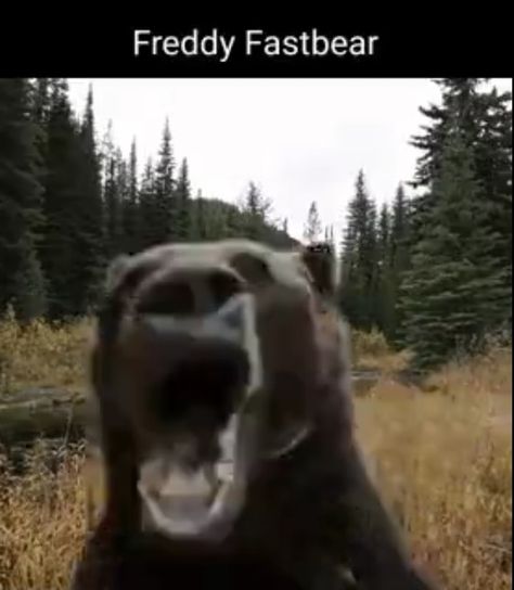 Silly Bear Picture, Bear Reaction Pic, Silly Bears, Bear Selfie, Bear Meme, Goofy Dog, Reaction Images, Funny Bears, Bear Photos