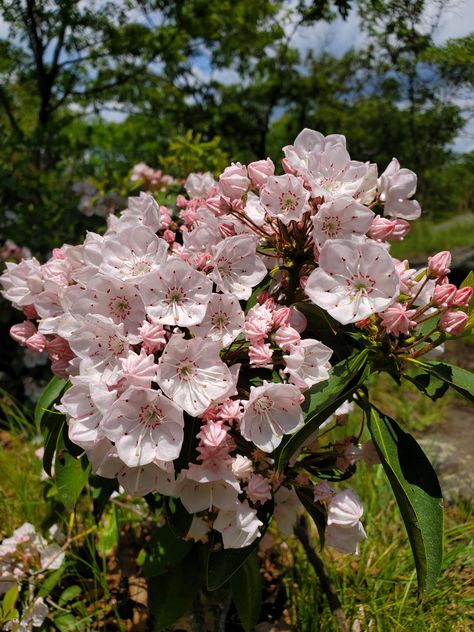 Mountain Laurels, Mountain Laurel, Single Dads, Im Going Crazy, Permaculture, Lawn Care, Going Crazy, Botany, Orchids