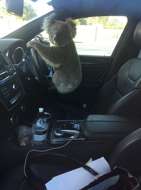 Get In The Car, City Of Adelaide, How To Cut Your Own Hair, Uber Driver, Burn Book, Valentine Projects, Wild Creatures, Favorite Animals, Pretty Animals