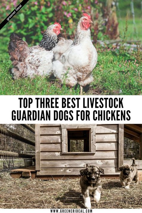 Are you looking for the best dog to watch over your small flock of chickens at home? Learn all about the three best livestock guardian dogs for chickens and what makes each one of them so great for your home! #farming #smallfarm #homesteding #homestead #dog #dogs #guardiandog #chicken #chickenfarming Home Farming, Livestock Guardian Dog Breeds, Best Farm Dogs, Guard Dog Breeds, Best Guard Dogs, Livestock Guardian Dog, Livestock Guardian, Great Pyrenees Dog, Livestock Farming