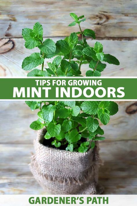 Mint Plant Care, Growing Mint Indoors, How To Grow Mint, Grow Mint, Mint Plant, Easy Herbs To Grow, Mint Seeds, Growing Herbs Indoors, Growing Mint