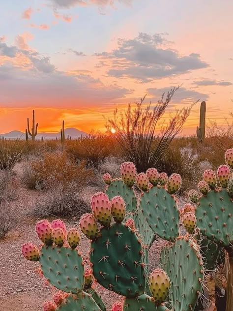 Cactus Reference, Desert Installation, Salsa Aesthetic, Pastel Desert, Beautiful Places Pictures, Desert Color Palette, Cactus Farm, Streams In The Desert, Soak City