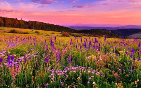 Beautiful Landscapes Horizontal, Pretty Landscapes Photography Horizontal, Flower Field Landscape Horizontal, Sunset Landscape Photography Horizontal, Landscape Photography Nature Horizontal, Flower Field Horizontal, Paisajes Aesthetic Horizontal, Landscape Photography Horizontal, Sunset Horizontal