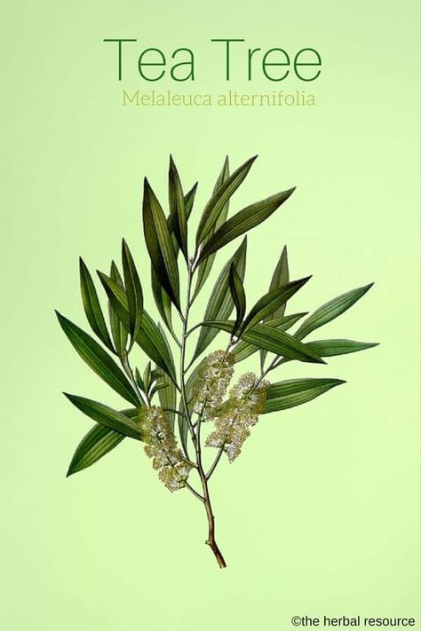 Tea Tree Oil Benefits, Tea Tree Oil Uses, Oils For Dandruff, Tea Tree Oil For Acne, Australian Tea Tree, Melaleuca Alternifolia, Oil Benefits, Tea Tree Essential Oil, Medicinal Herbs