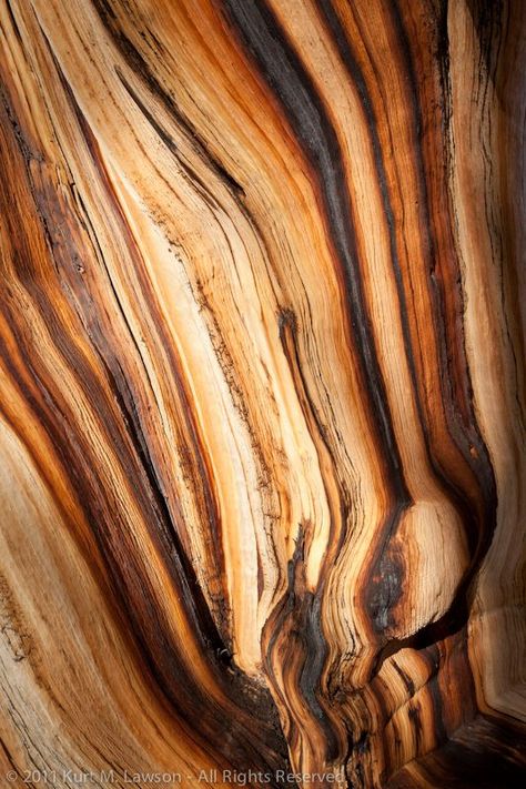 Wood Aesthetic, Texture Contrast, Struck By Lightning, Burning Wood, Wood Bark, Earth Element, Tree Textures, Natural Structures, Wood Projects That Sell