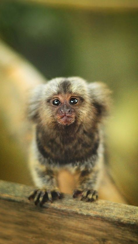 Pet Monkey For Sale, Monkey Habitat, Common Marmoset, Funny Monkeys, Monkey Species, Marmoset Monkey, Monkey Pictures, Animals Photos, Pet Monkey