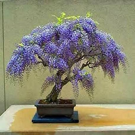 Bonsai For Beginners, Jacaranda Mimosifolia, Wisteria Bonsai, Bonsai Indoor, Flowering Bonsai Tree, Delonix Regia, Jade Bonsai, Albizia Julibrissin, Bonsai Tree Care