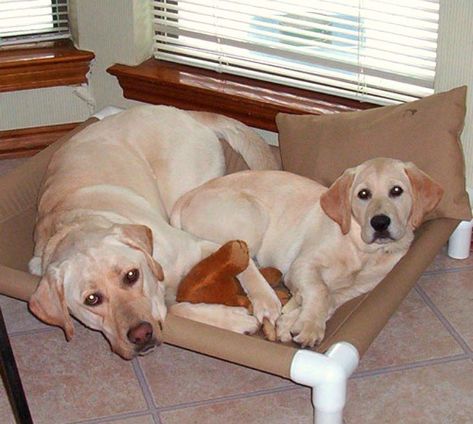 You might want to grab some PVC pipe when you see these borderline brilliant ways to use it in your home!We never imagined doing all this with plain old PVC pipes! #pvcdiy #pvcpipeideas #pvcprojects Book Stand Design, Diy Air Conditioner, Cozy Hammock, Dog Cots, Starburst Mirror, Decorative Stand, Bird Bath Garden, Teepee Kids, Dog Shower