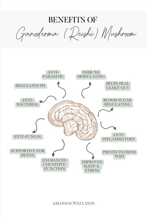 The benefits of Ganoderma lucidum (aka Reishi) are pretty incredible. There are no known contraindications or toxicity levels, and there are thousands of pub med studies noting the documented benefits of Reishi. 🍄 Benefits Of Reishi Mushroom, Red Reishi Mushroom Benefits, Reishi Benefits, Ganoderma Benefits, Reishi Mushroom Benefits, Herbal Benefits, Mushroom Magic, Mushroom Benefits, Healing Diet