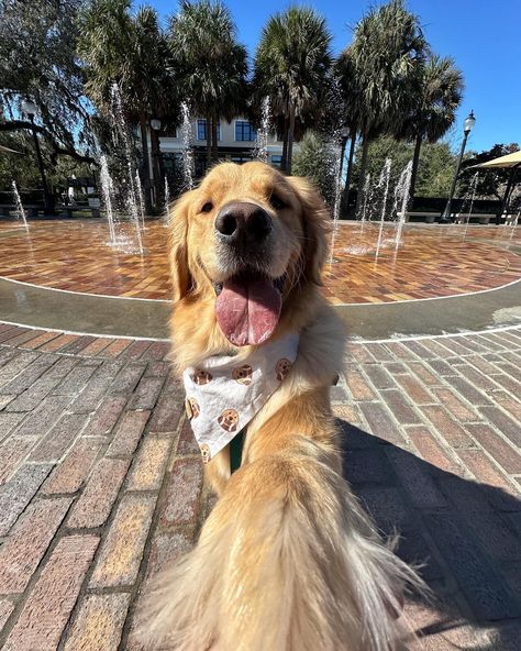 Spent our Sunday exploring the very dog friendly Downtown Winter Garden 🌞 Which selfie is your favorite? Peep the grinch foot in picture 2😂😂😂 🍩🍩🍩🍩🍩 #goldenretriever #dogfriendly #dogselfies #dogsofinstagram #happydog #dogfriendlyflorida #dog Dopamine Boost, Downtown Winter, Irish Wolfhound Dogs, Dogs Images, Dream Pet, Discord Profile, Crazy Dogs, Dog Aesthetic, Cute Dogs Images