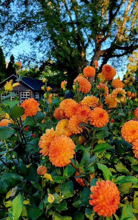 Dahlia Growers | My first season with Jowey Chantal | Facebook Chantal Core, Shes A Keeper, Dahlia, Flowers