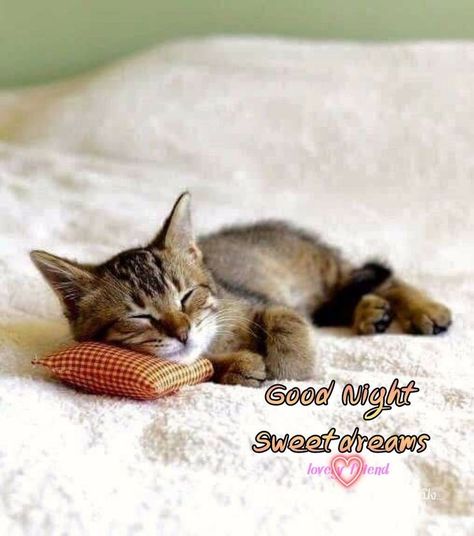 Goodnight Cat, Good Night Cats, Cats Night, Photos Of Good Night, Good Night Cat, Evening Quotes, Evening Pictures, Weekend Days, Good Morning Funny Pictures