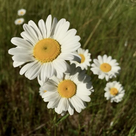 Oxeye Daisy, Sunflower Illustration, Daisy Girl, Garden Borders, Gorgeous Gardens, Nature Trail, African Violets, One Tree, Water Lilies