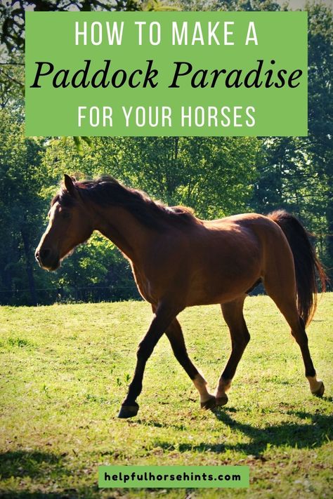 Horse Field Ideas, Horse Paddock Ideas Layout, Horse Paddock Fencing, Horse Paddock Layout, Horse Pasture Layout, Track System Horse, Paddock Paradise Layout, Horse Track System, Horse Paddock Ideas