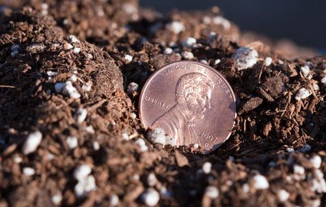 From burying beer in the backyard to singing to plants, you’ll be surprised by these wacky yet effective gardening techniques. Penny Ball, Copper Toxicity, Gardening Inspiration, Improve Soil Quality, Copper Penny, Gardening Techniques, Organic Gardening Tips, Indoor Plant Pots, Community Gardening