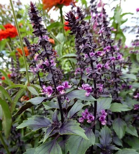 Wild Magic Basil | Ocimum herbalea 'Wild Magic' | plant lust Wild Magic, Basil Plant, Short Plants, Perennial Herbs, Holy Basil, Unusual Plants, Colorful Plants, Green Life, Planting Herbs