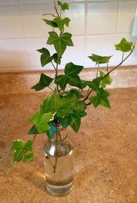 How To Propagate English Ivy in Water | Balcony Garden Web Water Plants Indoor, Plants Grown In Water, Propagate Plants, Easy Indoor Plants, Plantas Interior, Plants In Jars, Indoor Water Garden, English Ivy, Ivy Plants